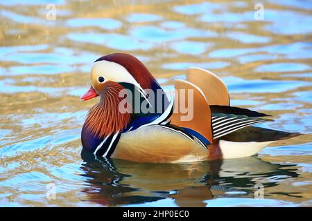 Mandarinenente (Aix galericulata) auf dem See Stockfoto