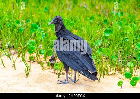 Tropischer Schwarzgeier Coragyps atratus brasiliensis einsam auf dem Mangroven- und Pouso-Strand-Sand in der Natur von Ilha Grande Rio de Janeiro Brasilien. Stockfoto