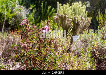 Lila rosa Blüten Pflanzen im Kirstenbosch National Botanical Garden, Kapstadt, Südafrika. Stockfoto