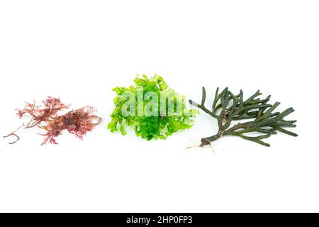 Drei verschiedene Algenarten auf weißem Hintergrund. Codium tomentosum, Gelidium, Ulva lactuca. Draufsicht. Stockfoto