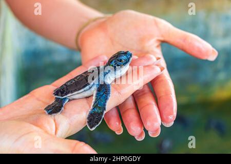 Niedliches Baby der schwarzen Schildkröte auf Händen in der Schildkrötenzuchtstation in Bentota Sri Lanka. Stockfoto