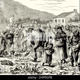 Eine Illustration aus dem 19th. Jahrhundert, in der Nachbarn die Kartoffelernte eines vertreibten Bauern in der Grafschaft Kerry ausgraben. Abwesende Vermieter waren in Irland üblich, und viele erkannten, dass sie ein höheres Einkommen erzielen konnten, indem sie ihre Immobilien auf Weide umstellten, als mit der alten Praxis des Einsammelns von Mieten von Pächterbauern fortzufahren. Zwangsräumungen waren die häufigste Art, unerwünschte Mieter loszuwerden. Stockfoto