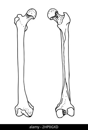 Menschliche Oberschenkelknochen, Vektor-handgezeichnete Illustration isoliert auf weißem Hintergrund, orthopädische Medizin Anatomie Skizze Stock Vektor