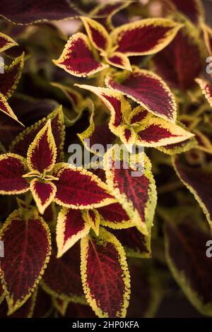 Plectranthus scutellarioides, Coleus oder Miyana oder Miana Blätter oder in latein Coleus Scutellaricides Pflanze, ein traditionelles Heilmittel Kräuter. Stockfoto