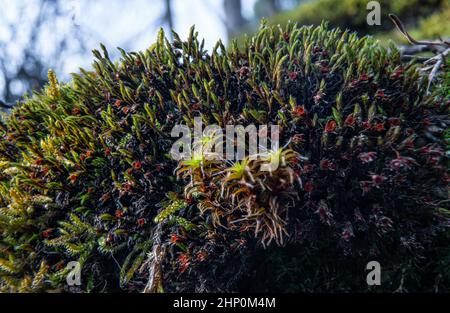 Feines grünes Moos wächst auf Felsen in der Nähe des Flusses, Nahaufnahme Makrodetails. Stockfoto