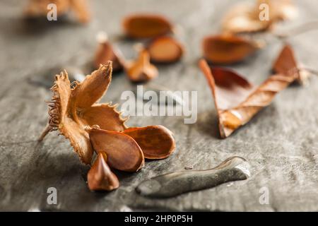 Nahaufnahme einer offenen Buchsfrucht mit drei Samen und länglichen Wassertröpfchen auf einem hellen Schieferhintergrund in der Seitenfensterbeleuchtung. Stockfoto