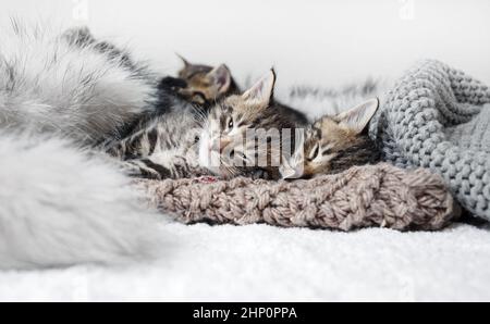 Niedliche kleine Kätzchen schlafen. Selektiver Fokus. Stockfoto