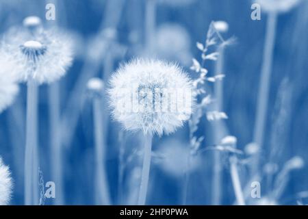 Feld von Dandelionssamen weht. Stiele und weiße flauschige Dandelionen bereit zu blasen. Stockfoto