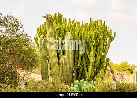 Verschiedene Arten von Kakteen und schönen grünen Pflanzen auf Mallorca in Spanien. Stockfoto