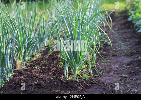 Auf dem Feld sprießen Frühlingszwiebeln. Zwiebeln aus biologischem Anbau im Boden. Ökologischer Landbau. Stockfoto