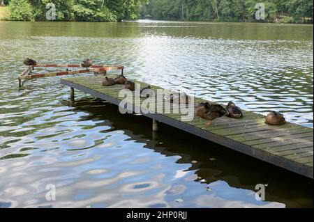 Ein alter hölzerner Badesteg auf einem unberührten See im Wald mit ein paar Enten auf dem sich sonnen. Stockfoto