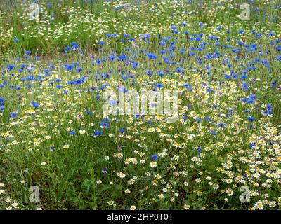 Blaue Kornblumen und weiße Gänseblümchen blühen in einem Sommer-Wildblumengarten Stockfoto
