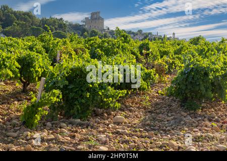 Typischer Weinberg mit Steinen in der Nähe von Chateauneuf-du-Pape, Cotes du Rhone, Frankreich Stockfoto