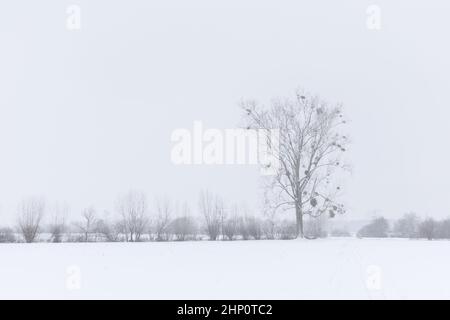 Winterlandschaft mit Baum im Nebel Stockfoto