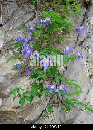 Alpine clematis aka Alpine Virgin's Bower Stockfoto