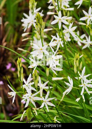 Weiße, frühsommerliche Blüten der Bernhardinerilie, Anthericum liliago 'major' Stockfoto