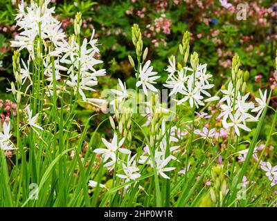 Weiße, frühsommerliche Blüten der Bernhardinerilie, Anthericum liliago 'major' Stockfoto