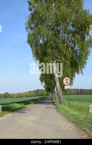 Landstraße gesäumt mit Birken im Mai Stockfoto