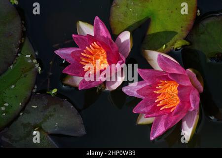Zwerg Seerose (Nymphaea Pygmaea Rubra), Blumen Stockfoto