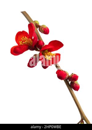 Rote Blüten und Knospen des frühlingsblühenden, winterharten Strauches, Chaenomeles superba 'Crimson and Gold' auf weißem Hintergrund Stockfoto