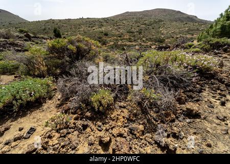 Wüstenlandschaft von Las Canadas Caldera des Teide Vulkans. Teneriffa. Kanarische Inseln. Spanien. Stockfoto