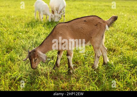 Junge Braune Ziege kid Beweidung, essen Gras auf einer Sonne mit mehr Ziegen im Hintergrund Wiese. Stockfoto