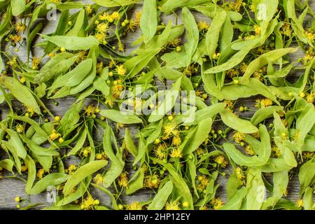 Linden (Tilia cordata) Blätter und Blüten, auf Brettern für Kräuter Tee getrocknet. Stockfoto