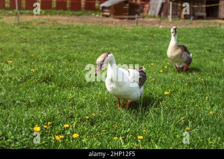 Gans auf dem Bauernhof, Wandern auf der Wiese mit Löwenzahn Stockfoto