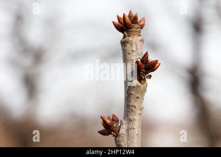 Im frühen Frühjahr beginnen viele Knospen zu schwellen und blühen auf Obstbäumen im Garten Stockfoto