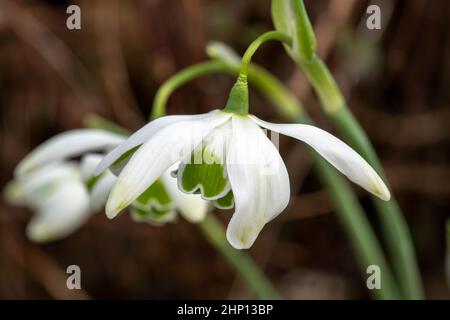 Galanthus 'Jacquenetta' (Schneeglöckchen) eine im Frühling doppelt blühende Winter-Zwiebelpflanze mit einer weiß grünen Frühlingsblume im Januar, Stock-Foto-Bild Stockfoto
