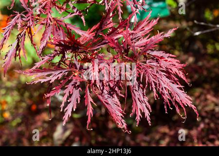 Acer palmatum var. dissectum 'Granat' eine Laub-Zierstrauch-Pflanze aus Japan, die für ihre Herbstfärbung mit roten Blättern angebaut wird und allgemein als Japa bekannt ist Stockfoto