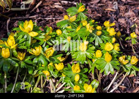 Eranthis hyemalis eine im späten Winter blühende Pflanze mit einer gelben Winterblüte, die allgemein als Winterakonit bekannt ist, Stock-Foto-Bild Stockfoto