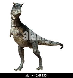 3D Darstellung eines Carnotaurus Sastrei Dinosauriers oder Fleischessens Bull isoliert auf weißem Hintergrund Stockfoto