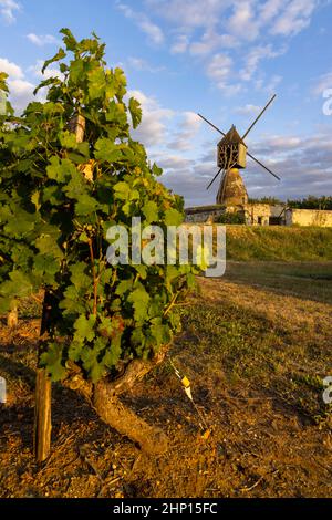 Windmühle von La Tranchee und Weinberg in der Nähe von Montsoreau, Pays de la Loire, Frankreich Stockfoto