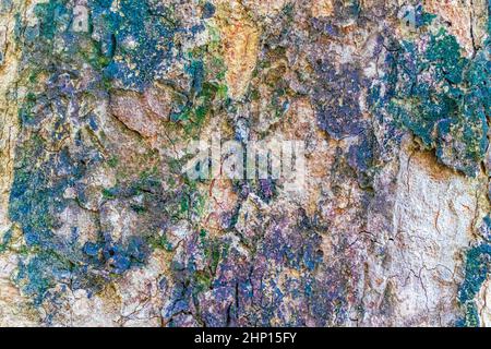 Altes Moos wächst auf einer Baumrinde in der Küstenlinie und Strandlandschaft des Lam ru Lamru Nationalparks in Khao Lak Phang-nga Thailand. Stockfoto