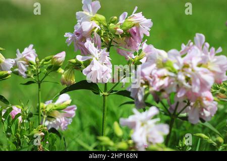 Soapwort weißen Blüten im Sommer Garten. Gemeinsame soapwort, bouncing - Wette, Krähe Seife, wilde sweet William Anlage. Stockfoto