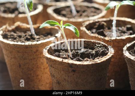 Vergossene Sämlinge, die in biologisch abbaubaren Torfmoos-Töpfen wachsen. Gartenkonzept .Junge Tomaten-Sämling-Sprosse . Stockfoto