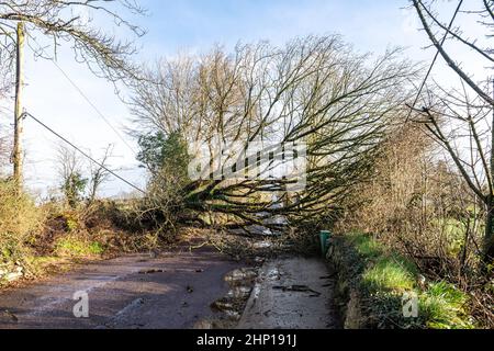 Dunmanway. West Cork, Irland. 18th. Februar 2022. Ein Baum fiel heute während des Sturms Eunice in der Nähe des Dunmanway Hospital nieder und blockierte die Straße vollständig. Der ESB kam am Tatort an, um sich mit den gefallenen Elektrokabeln zu befassen. Quelle: AG News/Alamy Live News Stockfoto