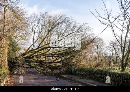 Dunmanway. West Cork, Irland. 18th. Februar 2022. Ein Baum fiel heute während des Sturms Eunice in der Nähe des Dunmanway Hospital nieder und blockierte die Straße vollständig. Der ESB kam am Tatort an, um sich mit den gefallenen Elektrokabeln zu befassen. Quelle: AG News/Alamy Live News Stockfoto