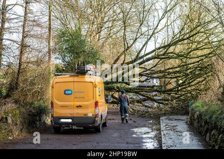 Dunmanway. West Cork, Irland. 18th. Februar 2022. Ein Baum fiel heute während des Sturms Eunice in der Nähe des Dunmanway Hospital nieder und blockierte die Straße vollständig. Der ESB kam am Tatort an, um sich mit den gefallenen Elektrokabeln zu befassen. Quelle: AG News/Alamy Live News Stockfoto