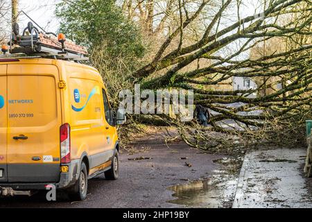 Dunmanway. West Cork, Irland. 18th. Februar 2022. Ein Baum fiel heute während des Sturms Eunice in der Nähe des Dunmanway Hospital nieder und blockierte die Straße vollständig. Der ESB kam am Tatort an, um sich mit den gefallenen Elektrokabeln zu befassen. Quelle: AG News/Alamy Live News Stockfoto