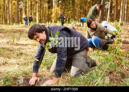Förster und Freiwillige Pflanzen Bäume im Wald als Umweltschutzprojekt an Stockfoto