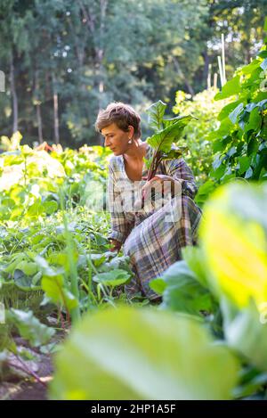 Frau, die im Garten rote Beete erntet Stockfoto