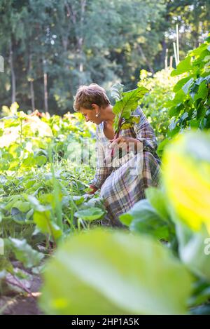 Frau, die im Garten rote Beete erntet Stockfoto