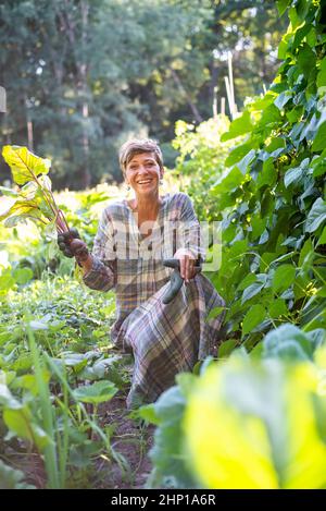 Frau, die im Garten rote Beete erntet Stockfoto