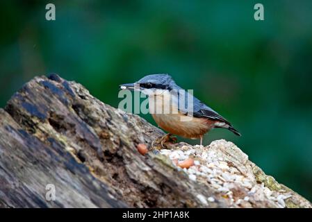 Nuthatch sammelt Samen und Nüsse, um sie im Wald zu vercachen Stockfoto