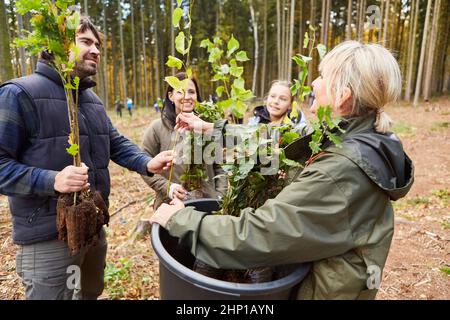 Gruppe von Freiwilligen, die Setzlinge für eine nachhaltige Wiederaufforstung verteilen Stockfoto