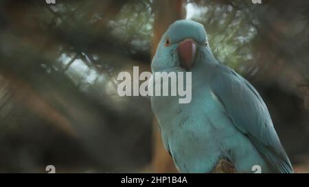 Der cyanfarbene Papagei ist wunderschön anzusehen Stockfoto