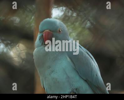 Der cyanfarbene Papagei ist wunderschön anzusehen Stockfoto