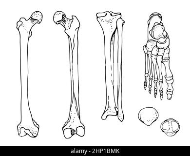 Menschliche Fußknochen, Oberschenkel, Tibia und Fibula, Fuß, Patella, handgezeichnete Vektorgrafik isoliert auf weißem Hintergrund, orthopädische Anatomie Stock Vektor